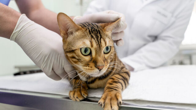 Jak rozpoznać choroby nerek u kotów?